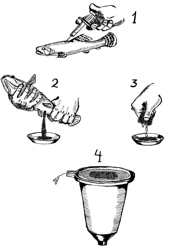 Figura 4- Esquematização da técnica de hipofisação: 1- aplicação de extrato bruto de hipófise de carpa (EBHC), 2- extrusão dos ovócitos de fêmeas de Erythrinidae, 3- aplicação do sêmen retirado cirurgicamente dos machos, 4- incubação dos ovos sobre peneira