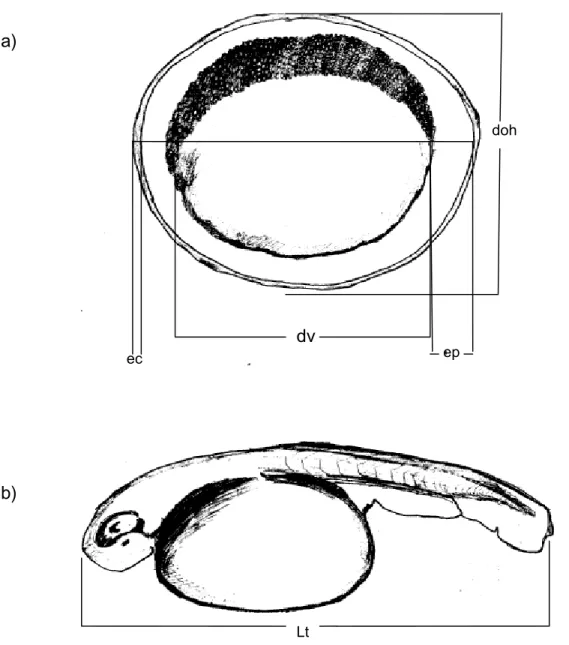 Figura 5- Esquema ilustrando: a) as medidas de ovo de Erythrinidae : diâmetro do ovo hidratado (doh), diâmetro do vitelo (dv), espaço perivitelino, (ep) e espessura do córion (ec)