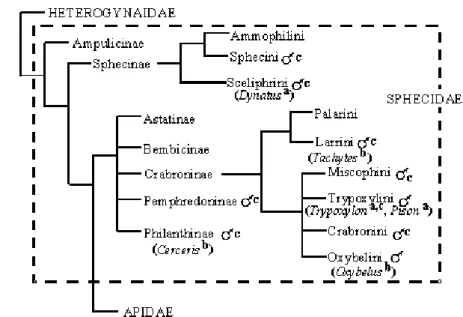 Figura 1. Possíveis relações filogenéticas em Apoidea enfatizando os grupos de Sphecidae