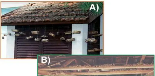 Figura 6.  Locais de amostragem dos ninhos de Trypoxylon rogenhoferi. (A) Fazenda Canchim (São Carlos, SP) e (B) Estação Ecológica Jataí (Luís Antônio, SP).
