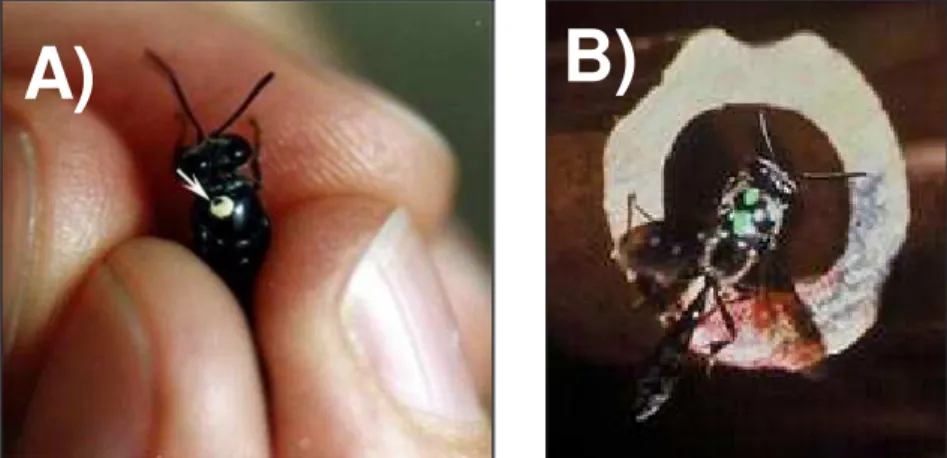 Figura 8. Em (A), machos de Trypoxylon rogenhoferi marcado com tinta à base de nitrocelulose (seta) e posteriormente liberado em área de nidificação