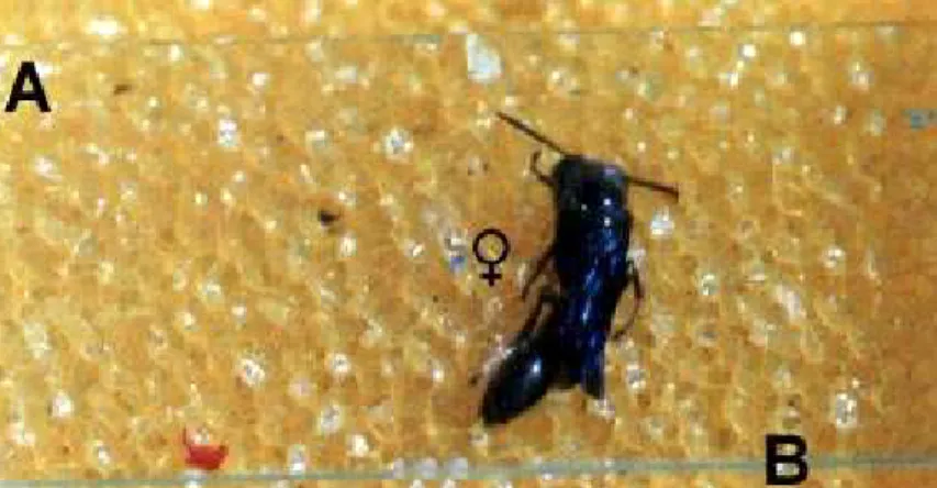 Figura  9. Forma como os espécimes de Trypoxylon rogenhoferi foram sexados e medidos nas áreas de nidificação