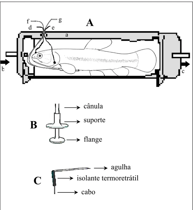 Figura 4.  A. Detalhe do respirômetro de fluxo constante utilizado nos experimentos com  H
