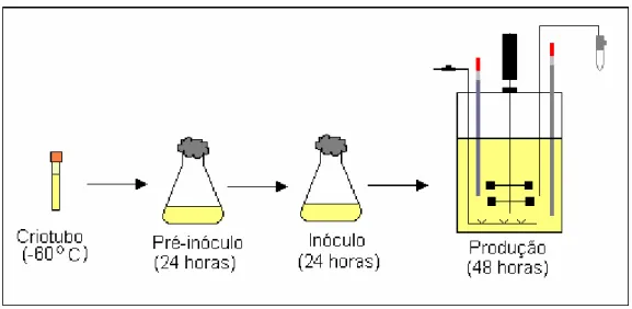 Figura 3.1. Esquematização da preparação do experimento desde o uso dos  criotubos até o experimento em biorreator