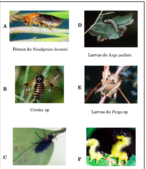 Figura 1: Fotos de Symphyta em diferentes estágios de  desenvolvimento. As fotos A, B e C são de exemplares adultos,  enquanto que as  fotos D, E e F são de exemplares na fase larval, que  apresentam comportamento gregário