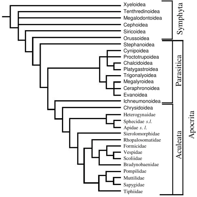 Figura 2: Dendrograma ilustrando a filogenia dentro de Hymenoptera  (modificado de Hunt, 1999)