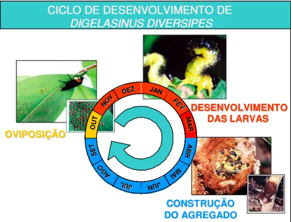 Figura 6: Ciclo de vida d e Digelasinus diversipes . Por volra de um mês após a  oviposição as larvas eclodem e se alimentam durante cinco meses