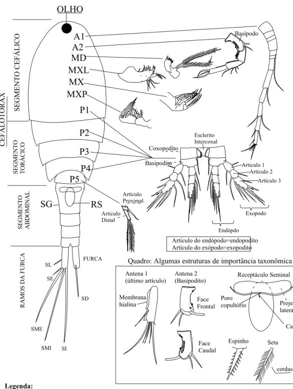 Figura 2. Fêmea. Esquema, nomenclatura e localização das estruturas anatômicas de interesse  taxonômico em Cyclopoida 