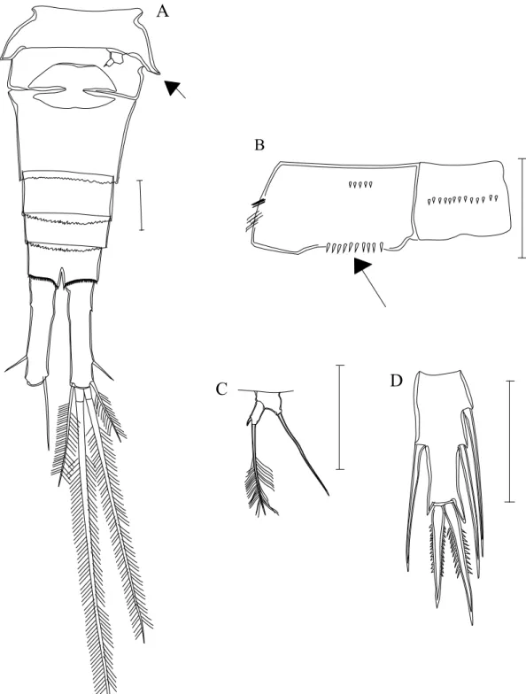 Figura 7. Acanthocyclops robustus. A- 5 o   apêndice torácico e segmentos abdominais  (seta indica ornamento do ultimo seg