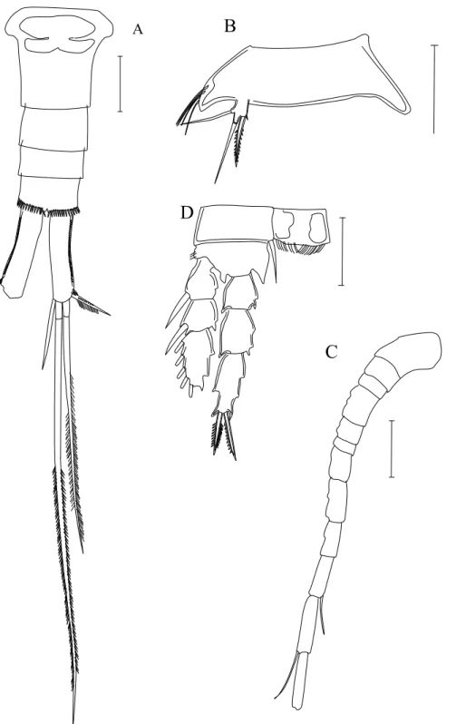 Figura 12.    Eucyclops prinophorus. A - Segmentos abdominais e ramos caudais; B-5 o segmento torácico e P5; C - Antena 1; D - P4