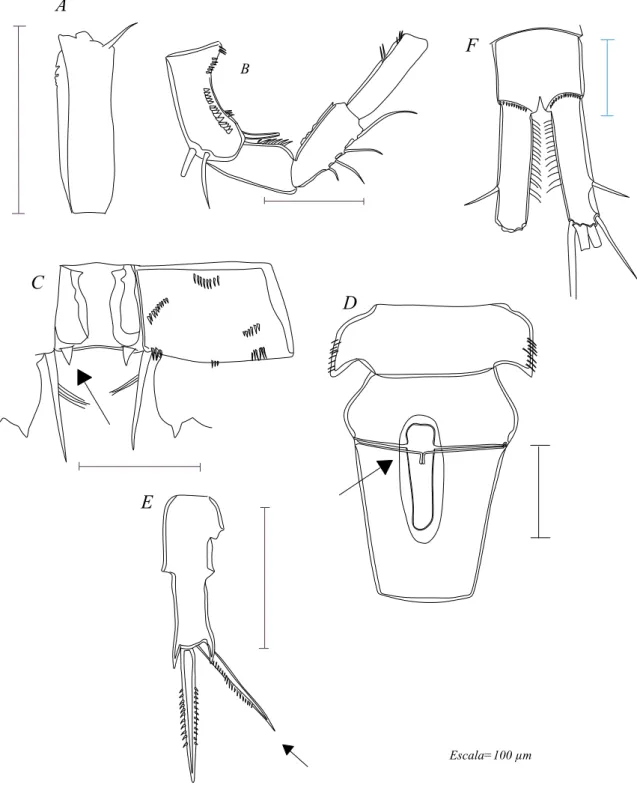 Figura 17. Mesocyclops ellipticus. A - Artículo terminal da antena 1.; B- antena 2.; C- Coxopodito e  esclerito intercoxal do P4 (seta indica projeções do esclerito);  D- Receptáculo seminal (seta indica a  posição de inserção dos braços do receptáculo).; 
