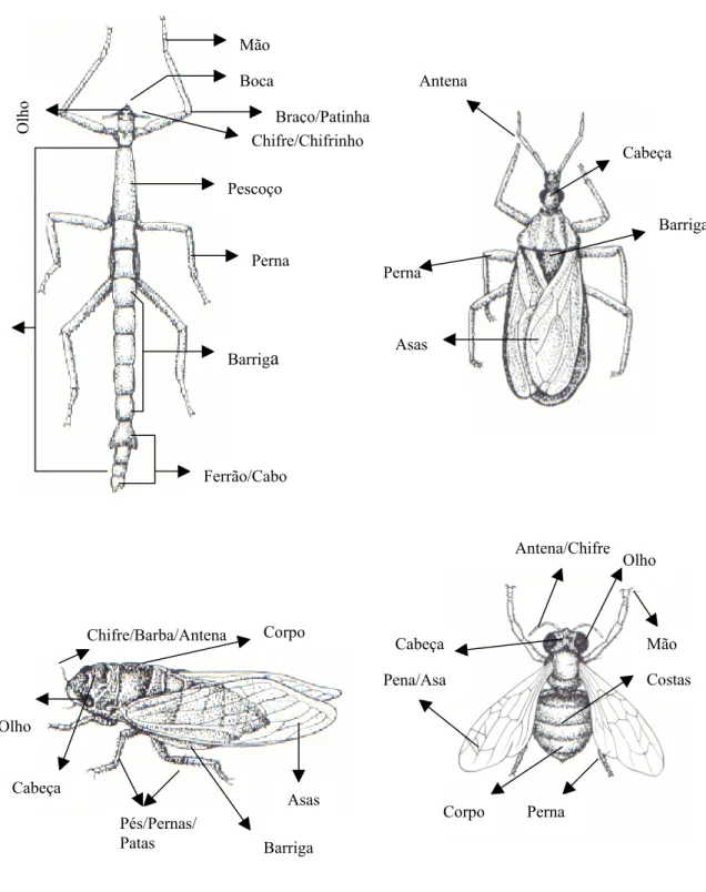 Fig. 7. Topografia corporal de um bicho-pau (Phasmatodea), de um barbeiro (Hemiptera), de uma              cigarra (Homoptera) e de uma mosca (Diptera), de acordo com os termos apontados por cinco,              três, cinco e quatro informantes, respectivam