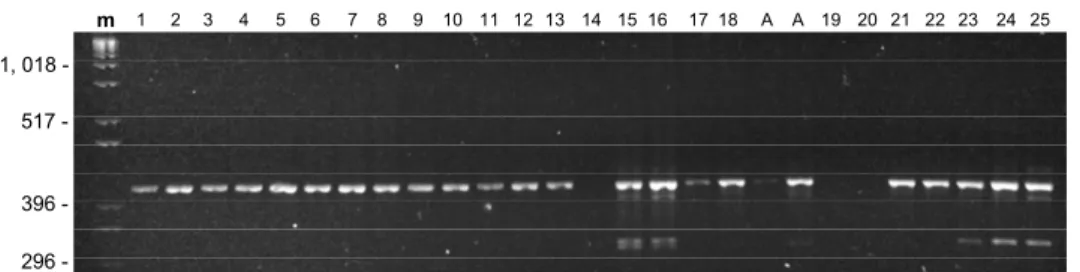 Figura 8: Padrão RAPD-PCR em Arapaima gigas nos anos 1999 (1-18)/2000 (19-25) em conjunto – primer 4