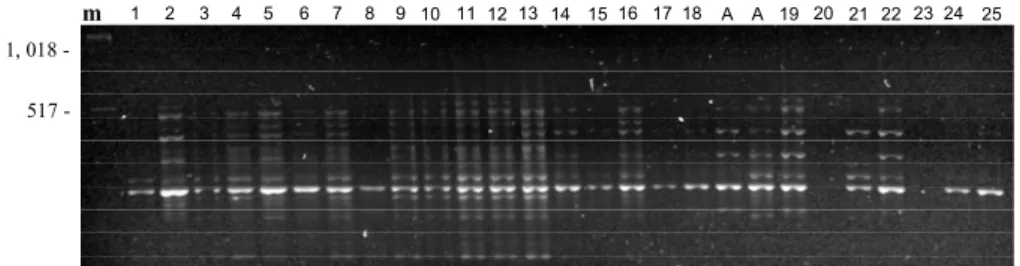 Figura 9: Padrão RAPD-PCR em Arapaima gigas nos anos 1999 (1-18)/2000 (19-25) em conjunto – primer 5