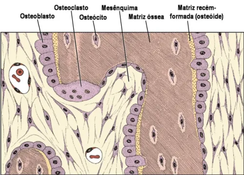 Figura  3:  Processo  de  ossificação  endocondral  do  endoesqueleto  de  vertebrados  (adaptado  de  Hall,  2005)