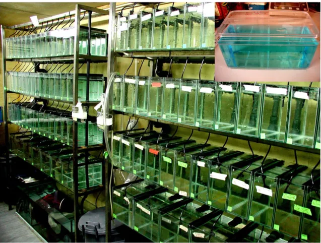 Figura  8: Sistema  de  recirculação  de  água  de  cultivo  de  peixe-zebra  utilizado,  onde  se  mantiveram  os  espécimes dos 15 aos 45 dpf