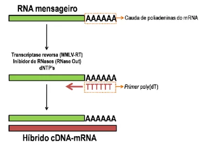 Figura 12: Esquematização base da reacção de RT-PCR, como efectuado no presente trabalho (adaptado  de Rapley et al., 2000b)
