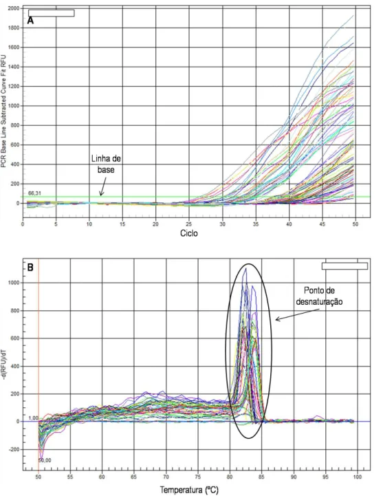 Figura  13:  Representação  gráfica  obtida  a  partir  da  análise  de  PCR  em  Tempo  Real