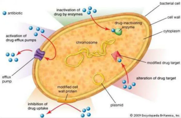 Figura 1.3 - Mecanismos de resistência bacteriana 