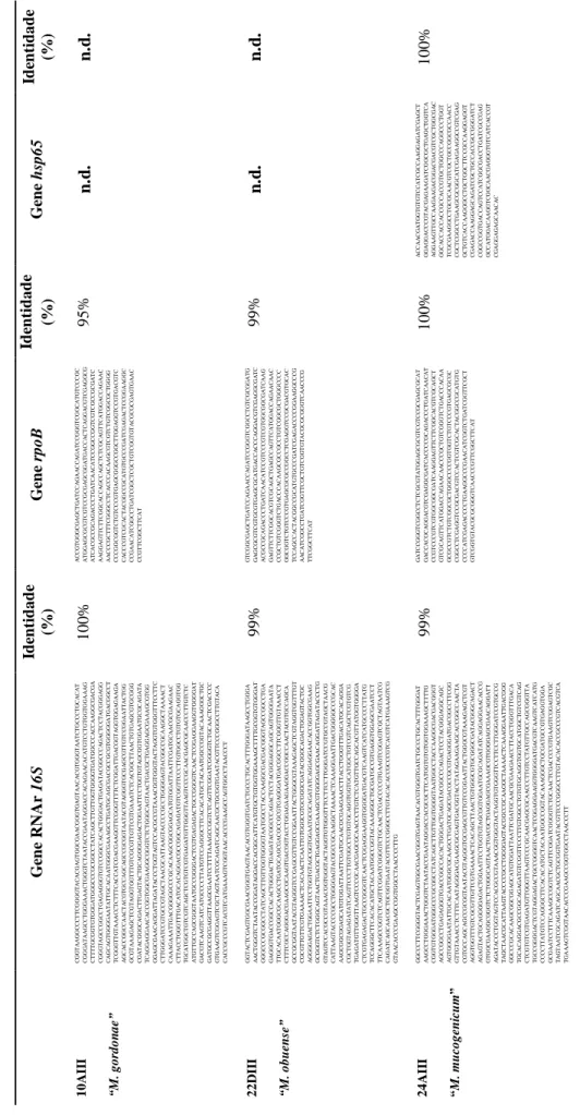 Tabela 3.2 -Sequências dos genes  do RNAr 16S, rpoB e hsp65 obtidas por sequenciação bi-direcional