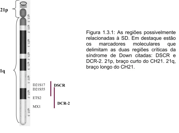 Figura 1.3.1: As regiões possivelmente relacionadas à SD. Em destaque estão os marcadores moleculares que delimitam as duas regiões críticas da síndrome de Down citadas: DSCR e DCR-2