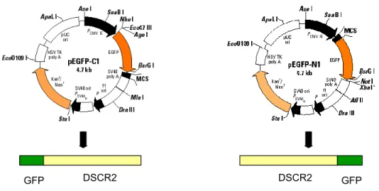 Figura 3.2.2.2: Mapa dos vetores para a subclonagem do DSCR2 (pEGFP-C1 e  pEGFP-N1) e esquema da proteína em fusão com a proteína GFP