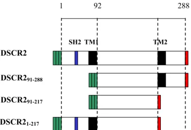 Figura 3.2.2.3: Esquema da DSCR2 e das formas truncadas subclonadas em fusão  com os epítopos FLAG M2 e c-myc 