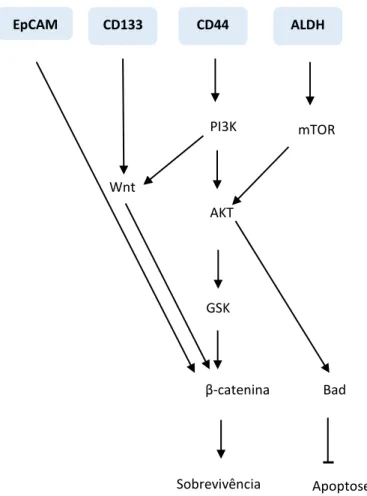 Figura 1. 8: Marcadores e vias de sinalização envolvidos na resistência à terapêutica das  cancer  stem  cells.