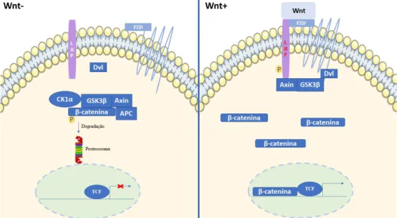 Figura 1. 9: Via de sinalização Wnt/β-catenina. Na via Wnt/β-catenina quando Wnt não se liga ao  seu  receptor  frizzled  (FZD),  a  β-catenina  é  fosforilada  pela  caseína  quinase  1α  (CK1α)  e  pelo  glicogénio  sintase  quinase  3β  (GSK3β)  existen