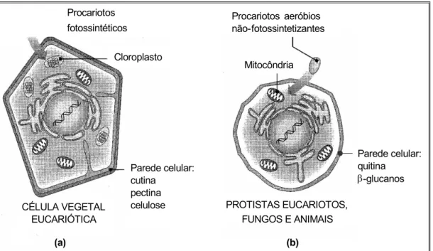 FIGURA 1.1 – Representação esquemática da estrutura e composição da parede celular: a) da  planta; e b) do fungo