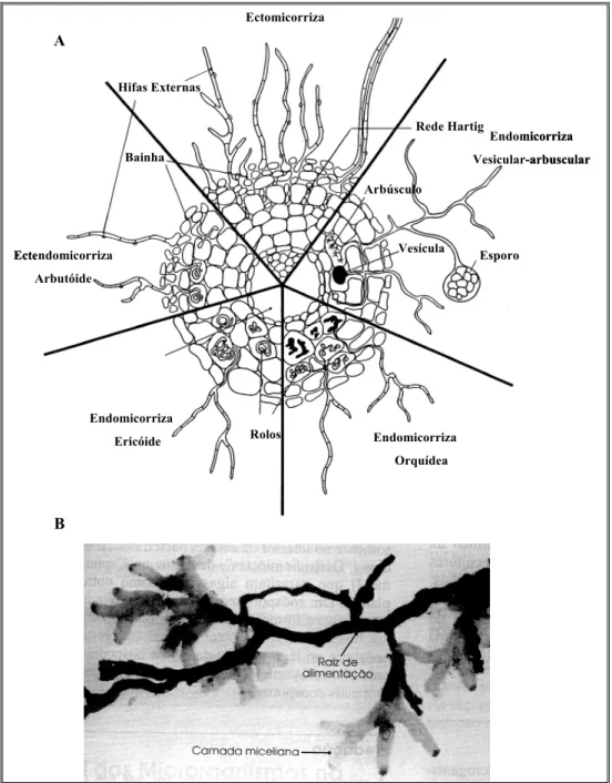 FIGURA 1.2 – (A) Associações Endomicorrízicas: O fungo cresce intercelularmente e forma  vesículas e arbúsculos intracelulares