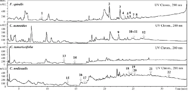 Figure  2.  UV  chromatograms  of  the  purified  phlorotannin  extracts  of  F.  spiralis,   C