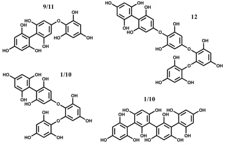 Figure 3. Hypothetical structure of the identified phlorotannins: Identity of compounds as  in Figure 1