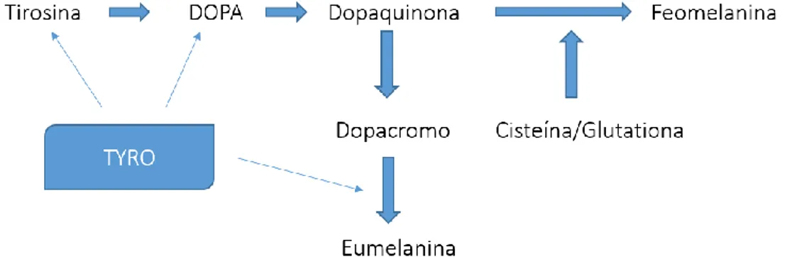 Figura  3.3  -  Via  biossintética  de  formação  da  melanina,  com  destaque  para  os  passos  catalisados pela tirosinase