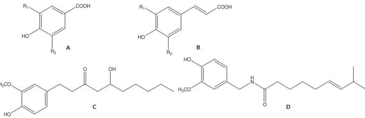 Figura  4.2  -  Estrutura  química  dos  ácidos  fenólicos. A  –  Estrutura  química  base  dos  ácidos  hidroxibenzóicos,  B  -  Estrutura  química  base  dos  ácidos  hidroxicinâmicos,  C  -  Gingerol, D - Capsaicina