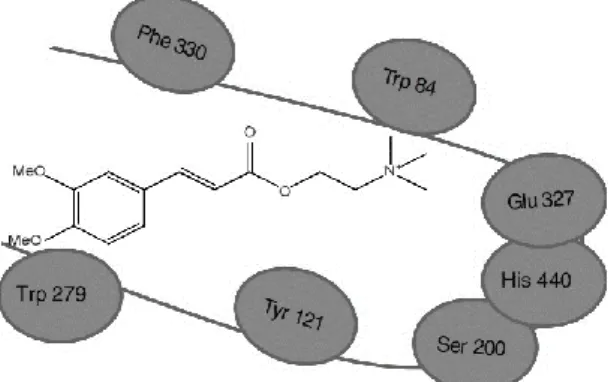 Figura  4.6  -  Interação  do  grupo  aromático  do  ácido  cafeico  com  a  região  aniónica  periférica  (Trp  279)  da  acetilcoliesterase