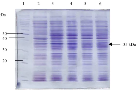 Figura 19.  Análise da expressão de recombinantes pBAD-DCRA. SDS-PAGE 15%