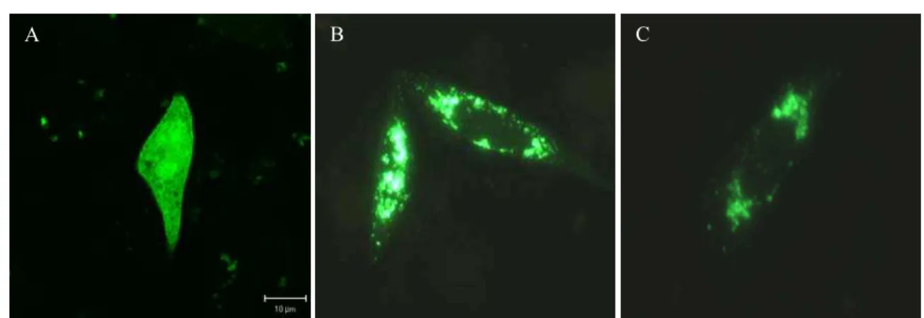 Figura 24. Seqüência de aminoácidos da proteína DSCR8. Os aminoácidos cisteína (C) e leucina (L) estão em destaque.