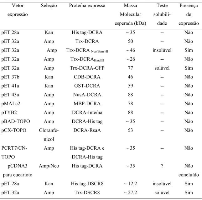 Tabela 2. Vetores de expressão construídos para a expressão da DCRA e da DSCR8 em E. coli.