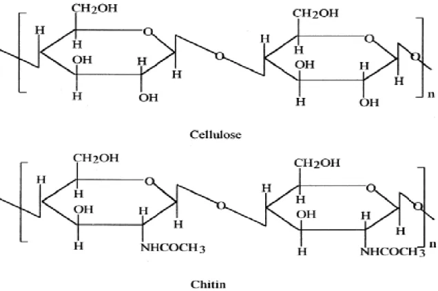 Figure 2 - Chemical structure of chitin and cellulose. Source: Elsabeea et al., 2009.