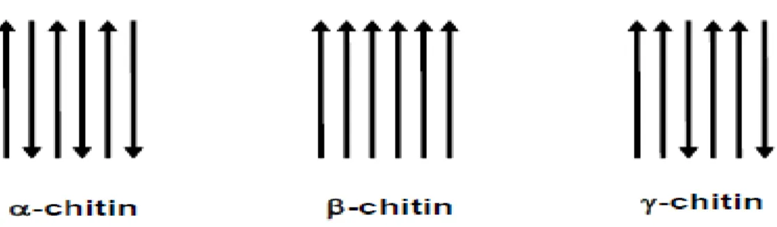 Figure 4 - Arrangement of the polymer chains in the three forms of chitin. Source: Einbu, 2007.