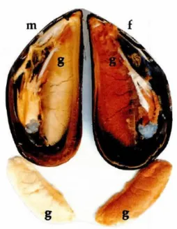 Figura 1: Mexilhão maduro, macho e fêmea aberto, cuja valva contém a gónada e outros tecidos da parte  edível; m= macho, f= fêmea, g= gónada (Mikhailov, Torrado, &amp; Méndez 1995)