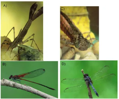 Figura 1. Larvas (A e C) e adultos (B e D) dos representantes das subordens Zygoptera  (esquerda) e Anisoptera (direita) da ordem Odonata
