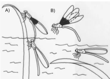 Figura 3. Esquema de oviposição endofítica (A) e assistida pelo macho (B), em  Hetaerina