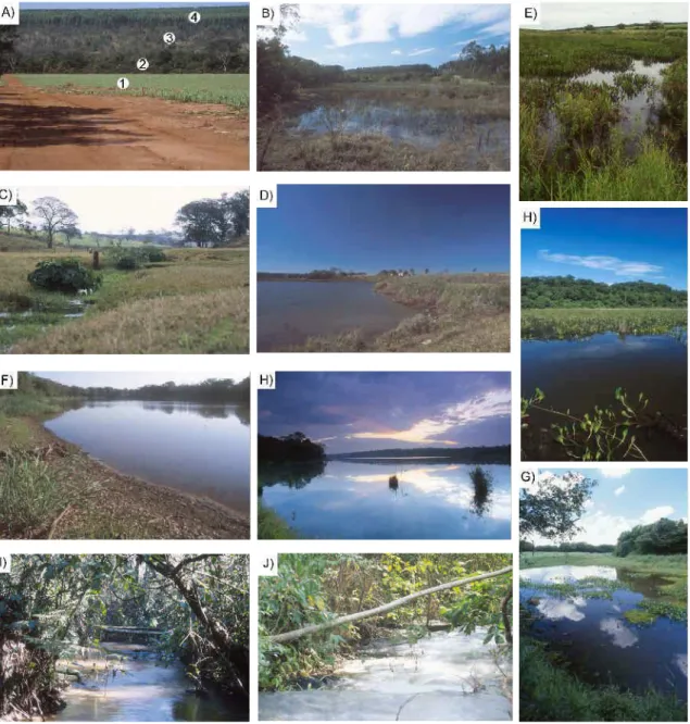 Figura 6. Pontos de coleta na área de estudo. A) Vista geral da paisagem predominante na área de monocultura, nas proximidades da Represa Vassununga: 1