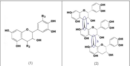 Figura 2.17 - Estrutura da (1) flavona-3-ol e de um (2)tanino condensado: (a) e (b)  ligações carbono-carbono que unem as estruturas das flavona-3-ol para formar o  tanino condensado 17 