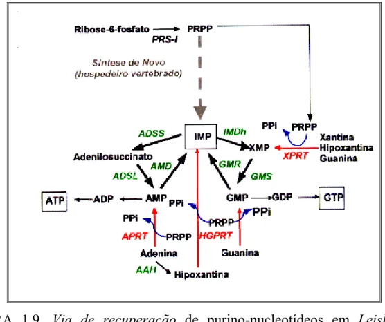 FIGURA 1.9. Via de recuperação de purino-nucleotídeos em Leishmania. 