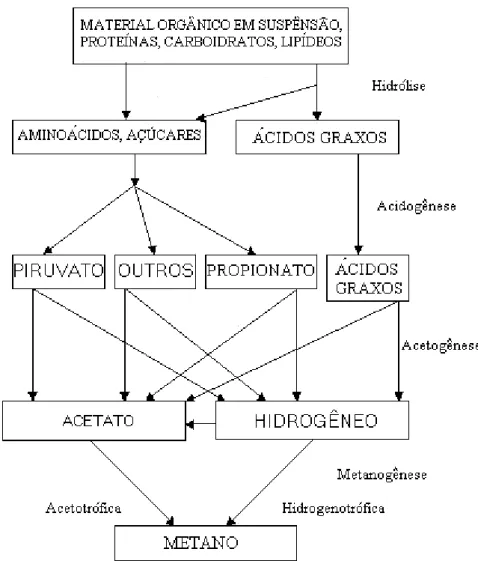 Figura 3.1: Seqüência de processos na digestão anaeróbia de macro moléculas  complexas.(adaptada de FORESTI et al