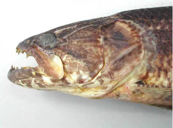 Figura 11: Vista lateral da cabeça de Hoplias sp. A, com destaque para o osso maxilar  (5,16 cm do focinho ao processo occipital, P326, localidade: rio do peixe, afluente do  rio Pardo – SP)