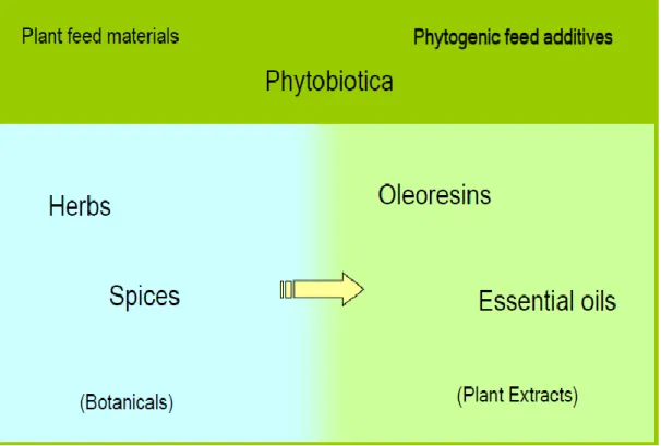 Figure 2. Phytogenic feed additives. (Adapted from Gaubinger, 2013) 